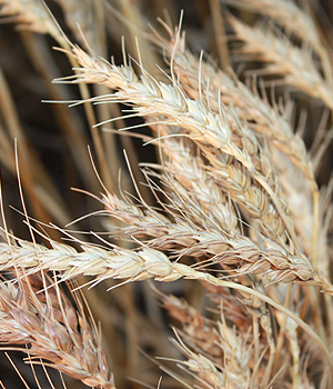 Wheat Crop Insurance