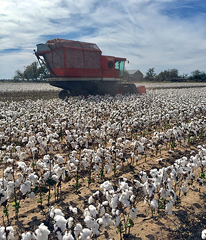 Cotton Crop Insurance